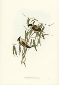 Black-throated Honey-eater Melithreptus gularis illustrated by Elizabeth Gould 1804–1841 for John Gould’s 1804-1881 Birds of Australia 