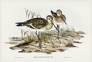Black-tailed Godwit Limosa Melanuroides illustrated by Elizabeth Gould 1804–1841 for John Gould’s 1804-1881 Birds of Australia 