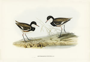 Banded Red Knee Erythrogonys cinctus illustrated by Elizabeth Gould 1804–1841 for John Gould’s 1804-1881 Birds of Australia 