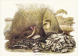 Spotted Bower Bird Chlamydera maculata illustrated by Elizabeth Gould 1804–1841 for John Gould’s 1804-1881 Birds of Australia 