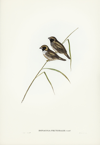 White-breasted Finch Donacola pectoralis illustrated by Elizabeth Gould 1804–1841 for John Gould’s 1804-1881 Birds of Australia 