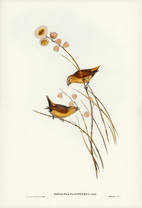 Yellow-rumped Finch Donacola flaviprymna Gould illustrated by Elizabeth Gould 1804–1841 for John Gould’s 1804-1881 Birds of Australia 