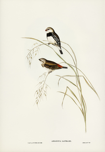 Spotted-sided Finch Amadina Lathamii illustrated by Elizabeth Gould 1804–1841 for John Gould’s 1804-1881 Birds of Australia 