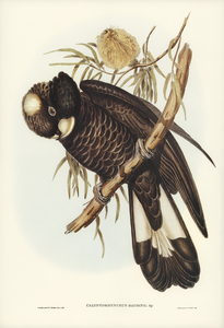 Baudins Cockatoo Calyptorhynchus Baudinii illustrated by Elizabeth Gould 1804–1841 for John Gould’s 1804-1881 Birds of Australia 