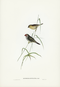 Red-tailed Finch Estrelda ruficauda illustrated by Elizabeth Gould 1804–1841 for John Gould’s 1804-1881 Birds of Australia 