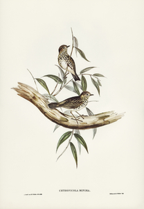 Little chthonicola chthonicola minima illustrated by Elizabeth Gould 1804–1841 for John Gould’s 1804-1881 Birds of Australia 