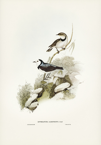 White-fronted chat Ephthianura albifrons illustrated by Elizabeth Gould 1804–1841 for John Gould’s 1804-1881 Birds of Australia 