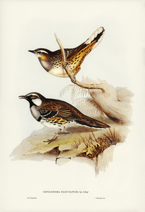 Spotted Groud Thrush Cinclosoma punctatum illustrated by Elizabeth Gould 1804–1841 for John Gould’s 1804-1881 Birds of Australia 