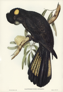 Funereal Cockatoo Calyptorhynchus funereus illustrated by Elizabeth Gould 1804–1841 for John Gould’s 1804-1881 Birds of Australia 