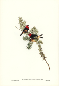 Red-headed Honey-eater Myzomela erythrocephala illustrated by Elizabeth Gould 1804–1841 for John Gould’s 1804-1881 Birds of Australia 