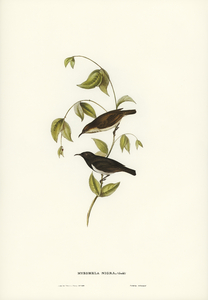 Black Honey-eater Myzomela nigra illustrated by Elizabeth Gould 1804–1841 for John Gould’s 1804-1881 Birds of Australia 