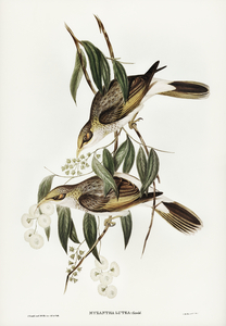 Luteous Honey-eater Myzantha lutea illustrated by Elizabeth Gould 1804–1841 for John Gould’s 1804-1881 Birds of Australia 