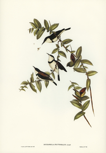 Banded Honey-eater Myzomela pectoralis illustrated by Elizabeth Gould 1804–1841 for John Gould’s 1804-1881 Birds of Australia 