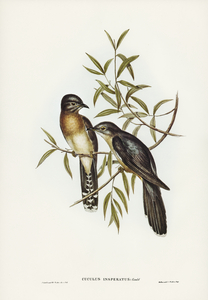 Brush Cuckoo Cuculus insperatus illustrated by Elizabeth Gould 1804–1841 for John Gould’s 1804-1881 Birds of Australia 