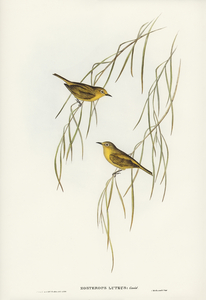 Yellow Zosterops Zosterops lutcus illustrated by Elizabeth Gould 1804–1841 for John Gould’s 1804-1881 Birds of Australia 