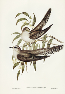 Unadorned Cuckoo Cuculus inornatus illustrated by Elizabeth Gould 1804–1841 for John Gould’s 1804-1881 Birds of Australia 