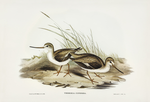 Terek Godwit Terekia cinerea illustrated by Elizabeth Gould 1804–1841 for John Gould’s 1804-1881 Birds of Australia 