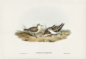 Little Sandpiper Schoeniclus Aalbescens illustrated by Elizabeth Gould 1804–1841 for John Gould’s 1804-1881 Birds of Australia 