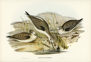 Australian Greenshank Glottis Glottoides illustrated by Elizabeth Gould 1804–1841 for John Gould’s 1804-1881 Birds of Australia 