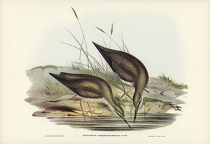 Grey-rumped Sandpaper Totanus griseopygius illustrated by Elizabeth Gould 1804–1841 for John Gould’s 1804-1881 Birds of Australia 