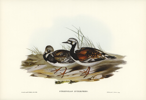 Turnstone Strepsilas Interpres illustrated by Elizabeth Gould 1804–1841 for John Gould’s 1804-1881 Birds of Australia 