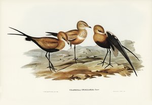 Australian Pratincole Glareola grallaria illustrated by Elizabeth Gould 1804–1841 for John Gould’s 1804-1881 Birds of Australia 