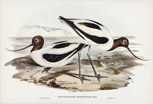 Red-necked Avocet Recurvirostris rubricollis illustrated by Elizabeth Gould 1804–1841 for John Gould’s 1804-1881 Birds of Australia 