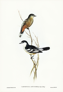 Black and White cuckooshrike Campephaga leucomela illustrated by Elizabeth Gould 1804–1841 for John Gould’s 1804-1881 Birds of Australia 