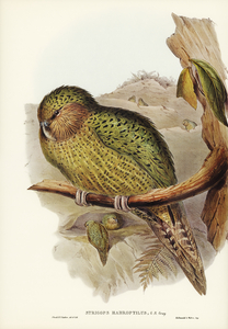 Little spotted kiwi or Little gray kiwi Apteryx Owenii illustrated by Elizabeth Gould 1804–1841 for John Gould’s 1804-1881 Birds of Australia 