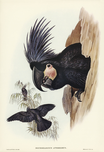 Great Palm-Cuckatoo Microglossus aterrimus illustrated by Elizabeth Gould 1804–1841 for John Gould’s 1804-1881 Birds of Australia 
