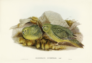 Nocturnal Ground-Parakeet Geopsittacus occidentalis illustrated by Elizabeth Gould 1804–1841 for John Gould’s 1804-1881 Birds of Australia 