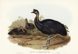 One-carunculated Cassowary Casuarius uniappendiculatus illustrated by Elizabeth Gould 1804–1841 for John Gould’s 1804-1881 Birds of Australia 