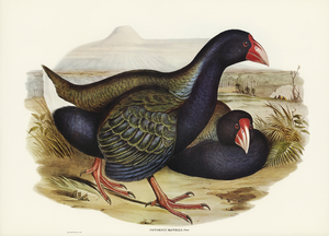 Notornis Notornix Mantelli illustrated by Elizabeth Gould 1804–1841 for John Gould’s 1804-1881 Birds of Australia 