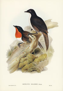 Spaldings orthonyx Orthonyx Spaldingi illustrated by Elizabeth Gould 1804–1841 for John Gould’s 1804-1881 Birds of Australia 