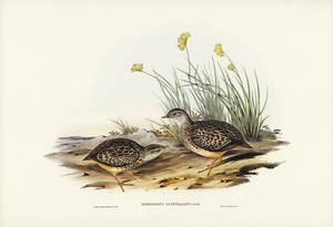 Sparkling Hemipode Hemipodius scintillans illustrated by Elizabeth Gould 1804–1841 for John Gould’s 1804-1881 Birds of Australia 