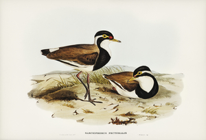 Black-breasted Pewit Sarciophorus pectoralis illustrated by Elizabeth Gould 1804–1841 for John Gould’s 1804-1881 Birds of Australia 