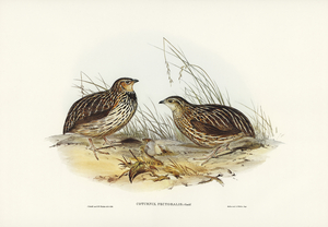 Pectoral Quail Coturnix pectoralis illustrated by Elizabeth Gould 1804–1841 for John Gould’s 1804-1881 Birds of Australia 