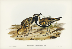 Australian Golden Plover Charadrius xanthocheilus illustrated by Elizabeth Gould 1804–1841 for John Gould’s 1804-1881 Birds of Australia 