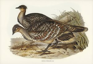Ocellated Leipoa Leipoa ocellata illustrated by Elizabeth Gould 1804–1841 for John Gould’s 1804-1881 Birds of Australia 