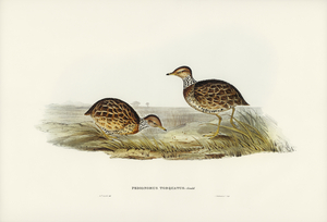 Collared Plain Wanderer Pedionomus torquatus illustrated by Elizabeth Gould 1804–1841 for John Gould’s 1804-1881 Birds of Australia 