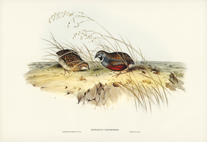 Chinese Quail Synoicus Chinensis illustrated by Elizabeth Gould 1804–1841 for John Gould’s 1804-1881 Birds of Australia 