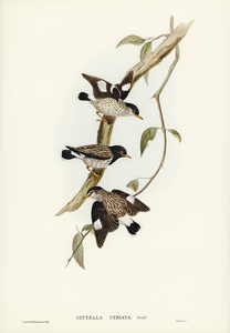 Striated Sittella Sittella striata illustrated by Elizabeth Gould 1804–1841 for John Gould’s 1804-1881 Birds of Australia 