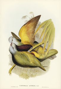 Spotless Gallinule Porzana immaculata illustrated by Elizabeth Gould 1804–1841 for John Gould’s 1804-1881 Birds of Australia 