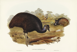 Chestnut-breasted Cuckoo Cacomantis castaneiventris illustrated by Elizabeth Gould 1804–1841 for John Gould’s 1804-1881 Birds of Australia 