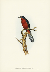 Chestnut-breasted Cuckoo Cacomantis castaneiventris illustrated by Elizabeth Gould 1804–1841 for John Gould’s 1804-1881 Birds of Australia 