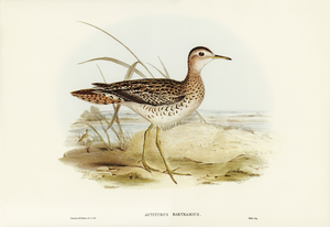 Bartrams Sandpiper Actiturus Bartramius illustrated by Elizabeth Gould 1804–1841 for John Gould’s 1804-1881 Birds of Australia 