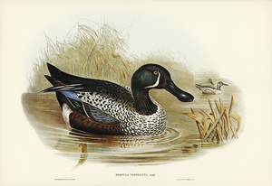 Variegated Shoveller Spatula Variegata illustrated by Elizabeth Gould 1804–1841 for John Gould’s 1804-1881 Birds of Australia 