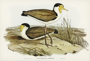Wattle Pewit Lobivanellus lobatus illustrated by illustrated by Elizabeth Gould 1804–1841 for John Gould’s 1804-1881 Birds of Australia 