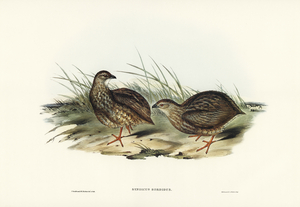 Sombre Partridge Synoicus sordidus illustrated by Elizabeth Gould 1804–1841 for John Gould’s 1804-1881 Birds of Australia 