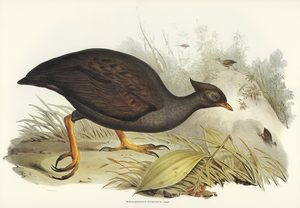 Mound-raising Megapode Megapodius Tumulus illustrated by Elizabeth Gould 1804–1841 for John Gould’s 1804-1881 Birds of Australia 